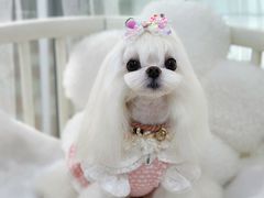 -鑫艺宠物美容培训学校