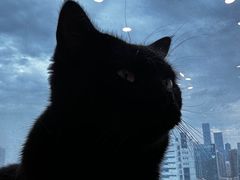 -有喵·猫咖·狗咖·30几只猫10只小狗(岗厦店)