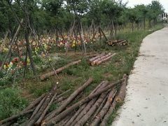 -绵阳盛世樱花悠乐谷