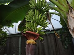 -呀路古热带植物园