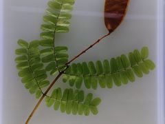 -广东中医药博物馆