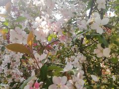 -长白岛森林公园