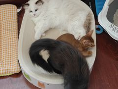 -宠福鑫康馨动物医院·骨科·眼科