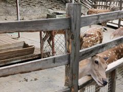 -北京鹿世界主题园