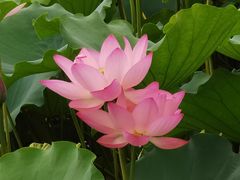 -荔湾湖公园