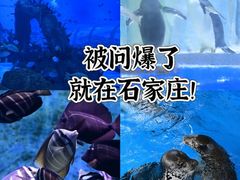 -石家庄极地海洋世界