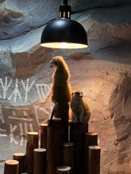 -Zoolung Zoolung动物主题公园(海信广场店)