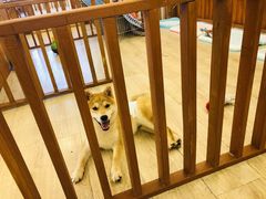 -豆柴町-柴犬主题狗咖(红鼎国际C座店)