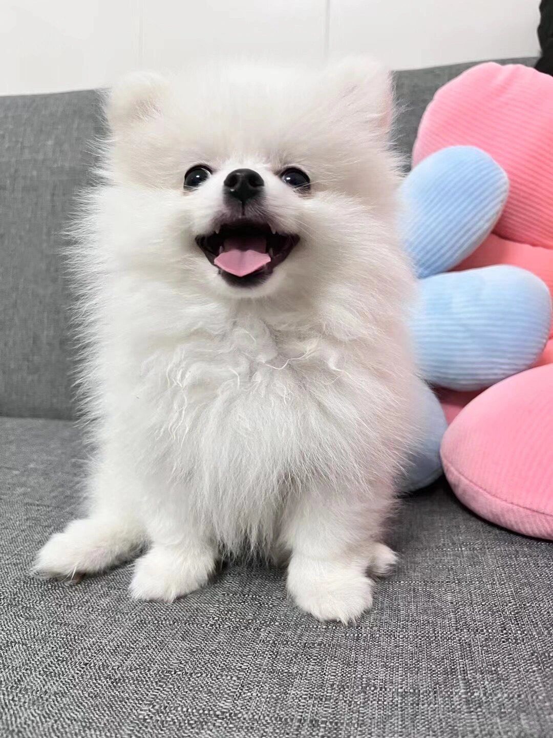 博美小宝贝以前是靠颜值吃饭现在是靠调皮?