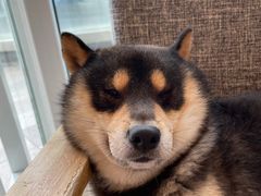 -南京Hallo宠物乐园·哈罗犬舍·柴犬繁育基地