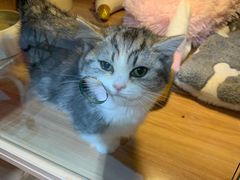 -喵百万·布偶·蓝金金渐层英短·猫舍(百子湾店)