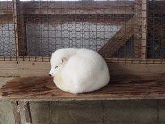 -宫城藏王狐狸村