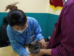 -乖乖宠物医院·猫科·急重症中心(车站北路分院)