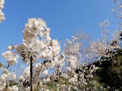 -樱桃山旅游景区