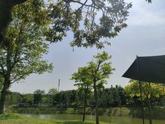 -王借岗森林公园