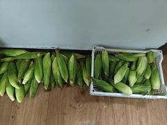 -南汇新场正宗水蜜桃采摘