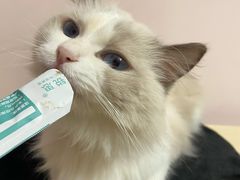 -猫咪派对(江南西店)