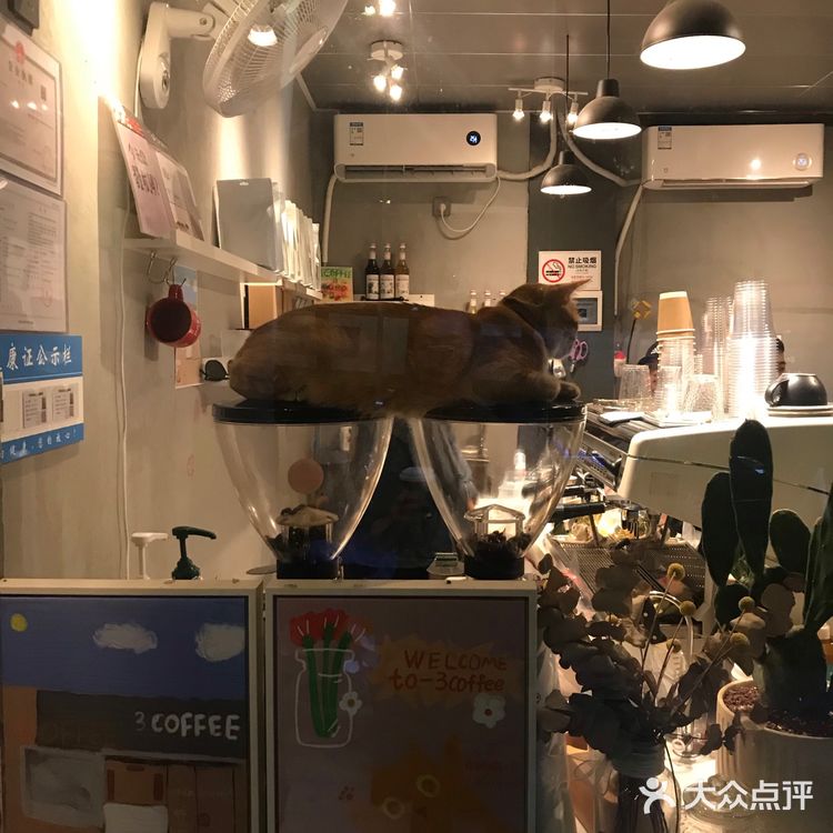 有招财猫的咖啡店总不会太差