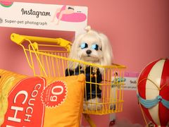 -超宠爱宠物摄影-Super pet