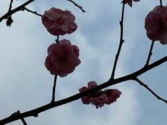 -无锡梅园公园