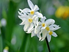 -洱海月湿地公园