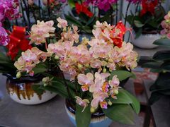 -金科花卉市场