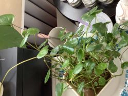 -瑶芳清颜草本祛痘