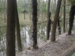 -合肥滨湖国家森林公园