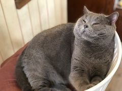 -海边的猫和咖啡馆
