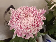 -杭州植物园