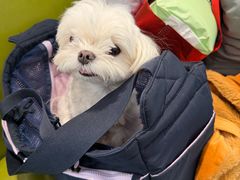 -北京派仕佳德动物医院·超导核磁·CT·神经科·骨科·内外科·急重症管理中心