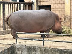 -合肥野生动物园