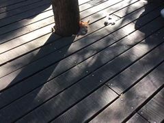 -普陀山风景名胜区-千步大沙