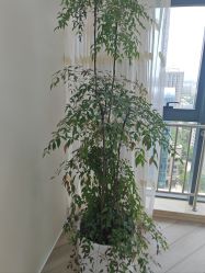 -HEYAN荷妍专业脱毛连锁机构