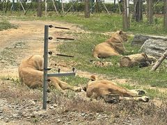 -秦皇岛野生动物园