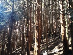 -武陵山森林公园