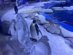 -上海海昌海洋公园