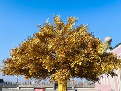 -哈密回王府景区