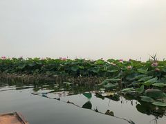 -白洋淀景区