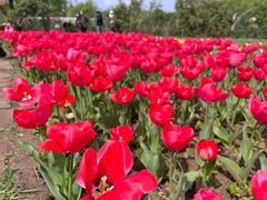 -石家庄市植物园