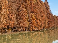 -上海海湾国家森林公园