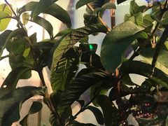 -上海大自然野生昆虫馆(东方明珠·爬宠昆虫探索中心)
