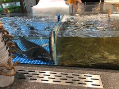 -半岛听涛蒸汽海鲜自助(K11店)