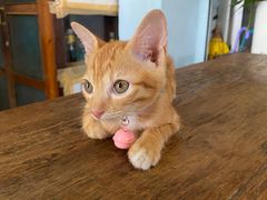 -Kat's Kitchen