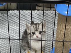 -lincat·猫舍(广州店)