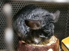 -上海大自然野生昆虫馆(东方明珠·爬宠昆虫探索中心)