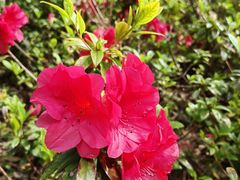 -梧桐山风景名胜区