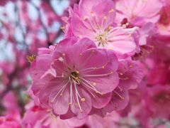 -中环花鸟鱼虫市场