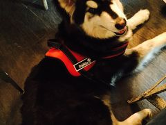 -百好乐宠物友好餐厅(朝外大街店)