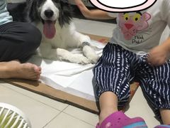 -申普宠物医院·眼科·心内科·影像科(普陀分院)